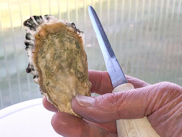 Adult Pacific oyster