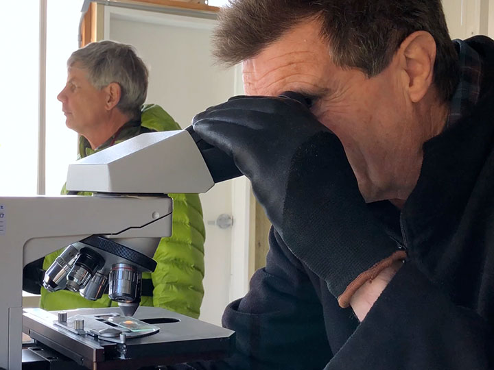 Inspecting biopsy to determine sex of oyster