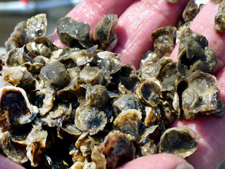 Seed oysters ready for planting