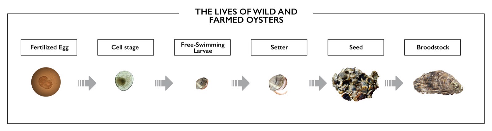Farmed oysters