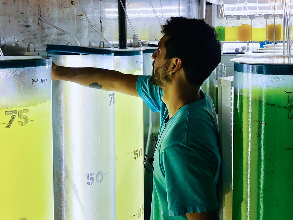 Algae cultures to feed larval and juvenile shellfish
