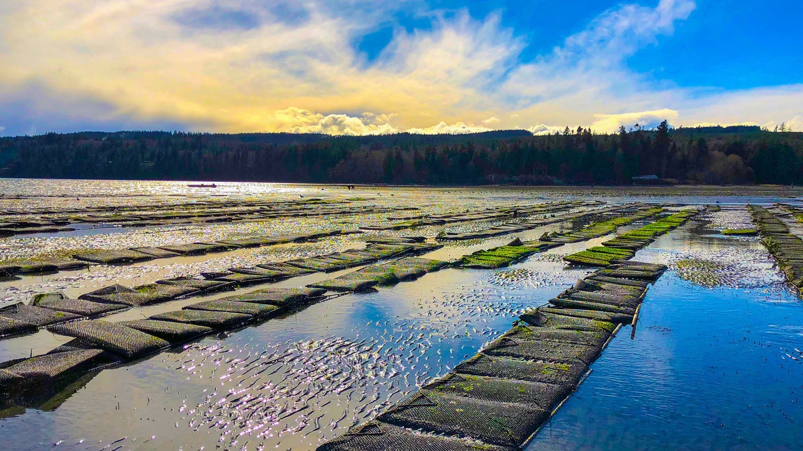 Shellfish farm along the Pacific Northwest shoreline