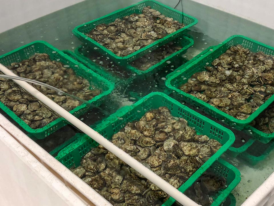 Broodstock oysters being conditioned for spawning